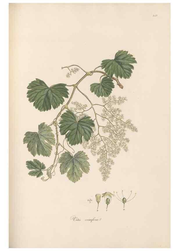 Reproducción/Reproduction 49557436962: Flora Graeca, sive, Plantarum rariorum historia, quas in provinciis aut insulis Graeciae /. Londini :Typis Richardi Taylor et socii, in Vico Shoe-Lane :MDCCCVI-MDCCCXL [1806-1840].. 