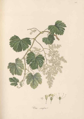 Reproducción/Reproduction 49557436962: Flora Graeca, sive, Plantarum rariorum historia, quas in provinciis aut insulis Graeciae /. Londini :Typis Richardi Taylor et socii, in Vico Shoe-Lane :MDCCCVI-MDCCCXL [1806-1840].. 