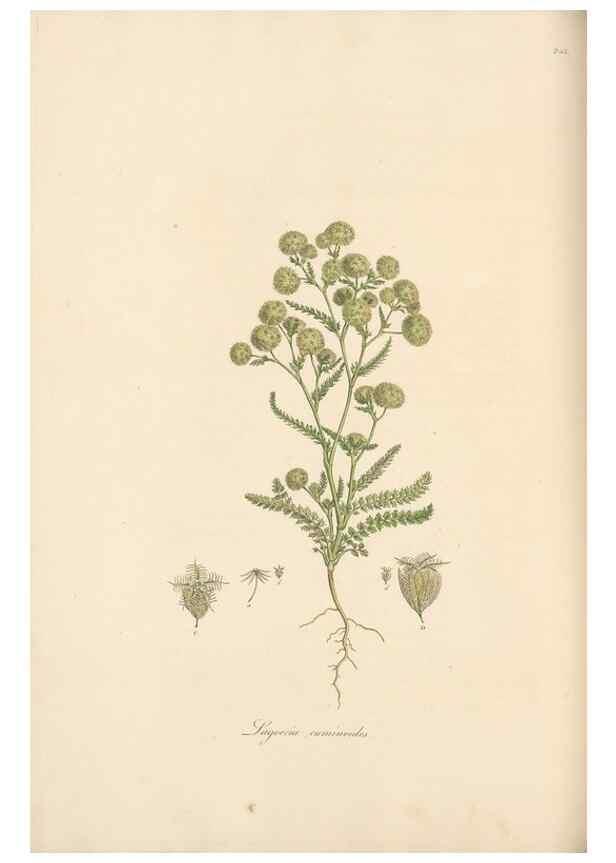 Reproducción/Reproduction 49556704643: Flora Graeca, sive, Plantarum rariorum historia, quas in provinciis aut insulis Graeciae /. Londini :Typis Richardi Taylor et socii, in Vico Shoe-Lane :MDCCCVI-MDCCCXL [1806-1840].. 