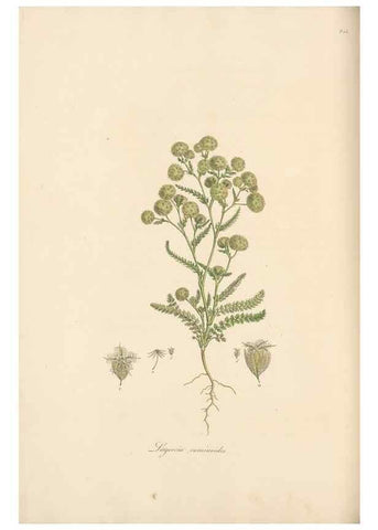 Reproducción/Reproduction 49556704643: Flora Graeca, sive, Plantarum rariorum historia, quas in provinciis aut insulis Graeciae /. Londini :Typis Richardi Taylor et socii, in Vico Shoe-Lane :MDCCCVI-MDCCCXL [1806-1840].. 