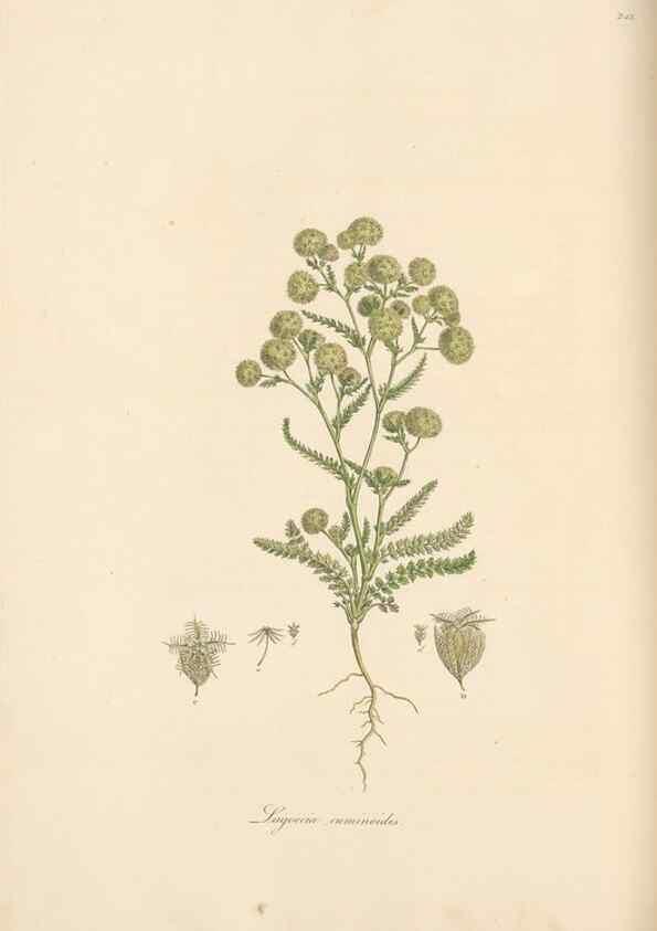 Reproducción/Reproduction 49556704643: Flora Graeca, sive, Plantarum rariorum historia, quas in provinciis aut insulis Graeciae /. Londini :Typis Richardi Taylor et socii, in Vico Shoe-Lane :MDCCCVI-MDCCCXL [1806-1840].. 