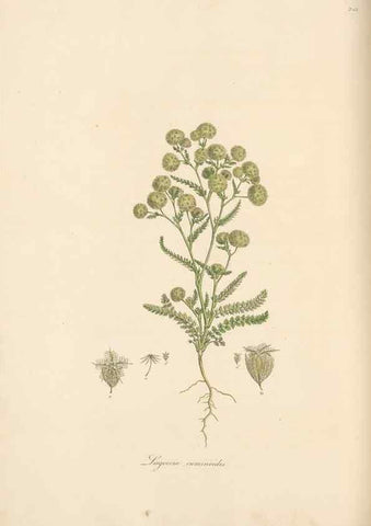 Reproducción/Reproduction 49556704643: Flora Graeca, sive, Plantarum rariorum historia, quas in provinciis aut insulis Graeciae /. Londini :Typis Richardi Taylor et socii, in Vico Shoe-Lane :MDCCCVI-MDCCCXL [1806-1840].. 