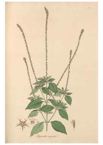 Reproducción/Reproduction 49556705008: Flora Graeca, sive, Plantarum rariorum historia, quas in provinciis aut insulis Graeciae /. Londini :Typis Richardi Taylor et socii, in Vico Shoe-Lane :MDCCCVI-MDCCCXL [1806-1840].. 