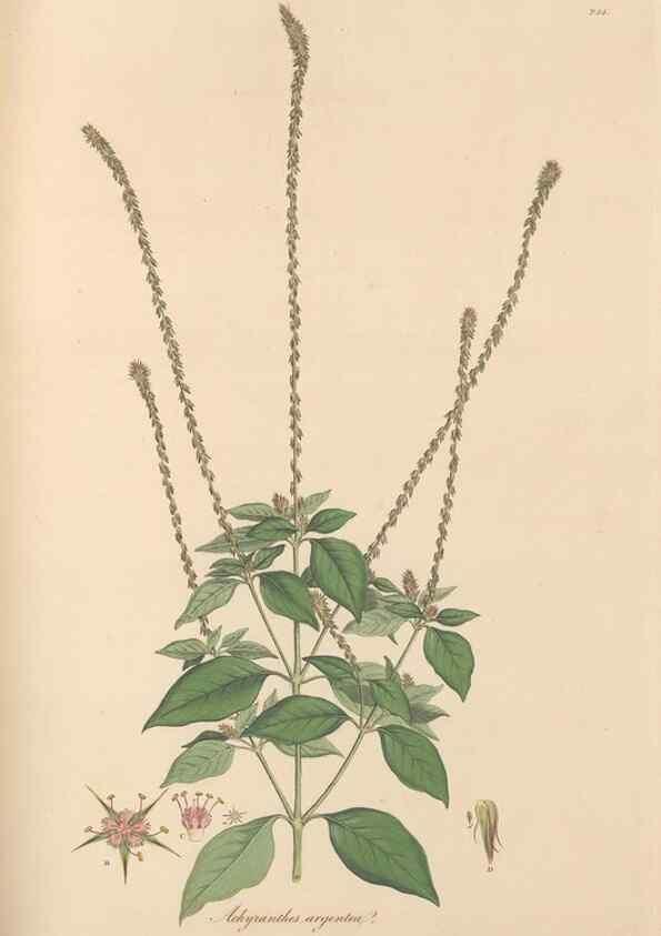 Reproducción/Reproduction 49556705008: Flora Graeca, sive, Plantarum rariorum historia, quas in provinciis aut insulis Graeciae /. Londini :Typis Richardi Taylor et socii, in Vico Shoe-Lane :MDCCCVI-MDCCCXL [1806-1840].. 