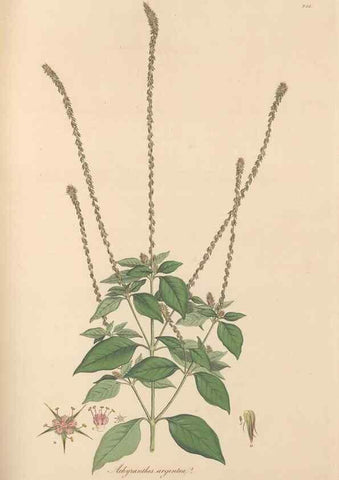Reproducción/Reproduction 49556705008: Flora Graeca, sive, Plantarum rariorum historia, quas in provinciis aut insulis Graeciae /. Londini :Typis Richardi Taylor et socii, in Vico Shoe-Lane :MDCCCVI-MDCCCXL [1806-1840].. 