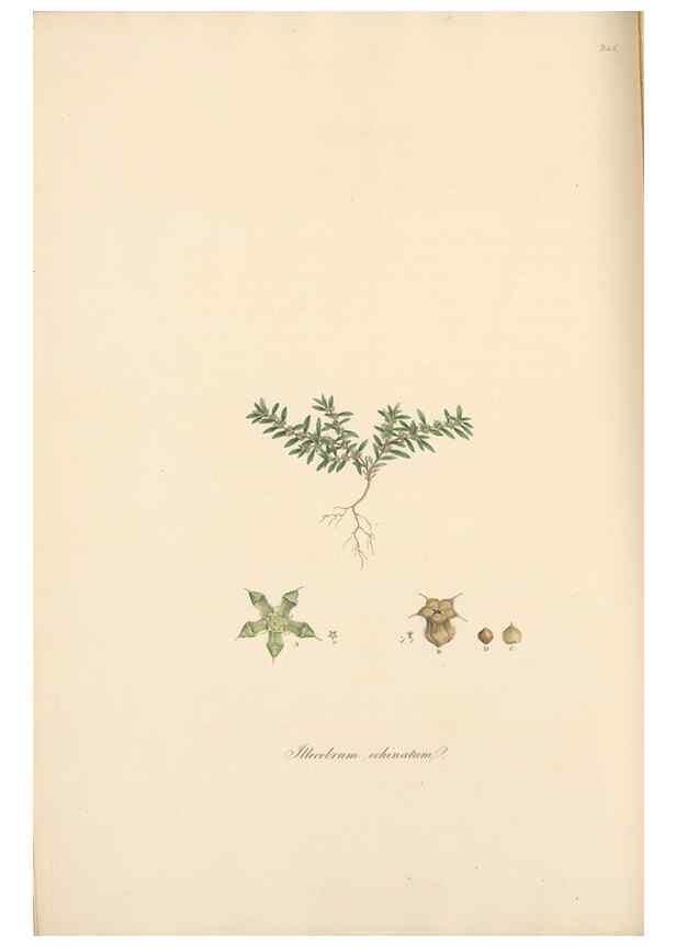Reproducción/Reproduction 49557437932: Flora Graeca, sive, Plantarum rariorum historia, quas in provinciis aut insulis Graeciae /. Londini :Typis Richardi Taylor et socii, in Vico Shoe-Lane :MDCCCVI-MDCCCXL [1806-1840].. 