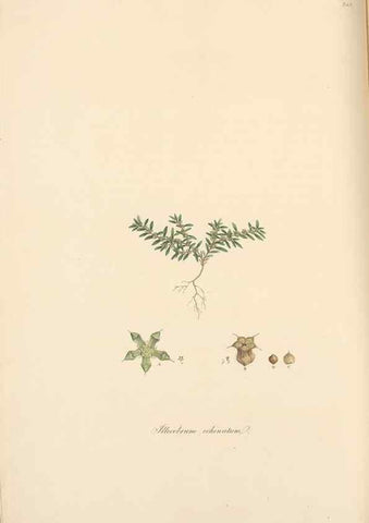 Reproducción/Reproduction 49557437932: Flora Graeca, sive, Plantarum rariorum historia, quas in provinciis aut insulis Graeciae /. Londini :Typis Richardi Taylor et socii, in Vico Shoe-Lane :MDCCCVI-MDCCCXL [1806-1840].. 