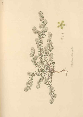 Reproducción/Reproduction 49556705638: Flora Graeca, sive, Plantarum rariorum historia, quas in provinciis aut insulis Graeciae /. Londini :Typis Richardi Taylor et socii, in Vico Shoe-Lane :MDCCCVI-MDCCCXL [1806-1840].. 