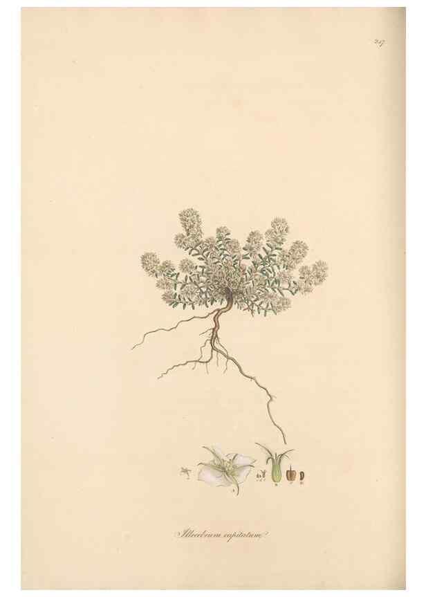 Reproducción/Reproduction 49556705993: Flora Graeca, sive, Plantarum rariorum historia, quas in provinciis aut insulis Graeciae /. Londini :Typis Richardi Taylor et socii, in Vico Shoe-Lane :MDCCCVI-MDCCCXL [1806-1840].. 