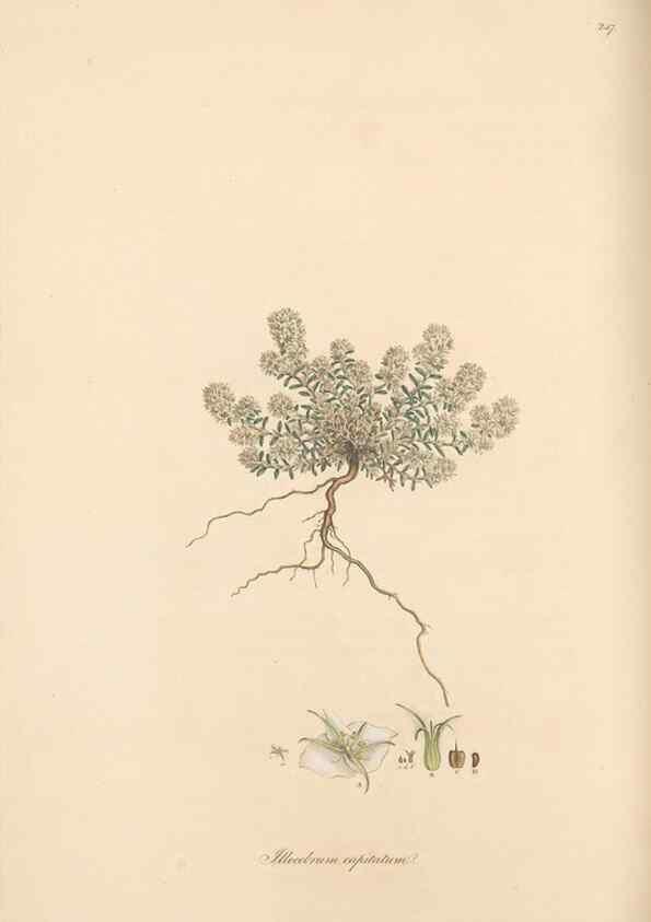 Reproducción/Reproduction 49556705993: Flora Graeca, sive, Plantarum rariorum historia, quas in provinciis aut insulis Graeciae /. Londini :Typis Richardi Taylor et socii, in Vico Shoe-Lane :MDCCCVI-MDCCCXL [1806-1840].. 