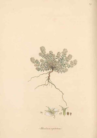 Reproducción/Reproduction 49556705993: Flora Graeca, sive, Plantarum rariorum historia, quas in provinciis aut insulis Graeciae /. Londini :Typis Richardi Taylor et socii, in Vico Shoe-Lane :MDCCCVI-MDCCCXL [1806-1840].. 
