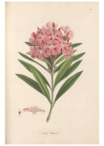 Reproducción/Reproduction 49557439022: Flora Graeca, sive, Plantarum rariorum historia, quas in provinciis aut insulis Graeciae /. Londini :Typis Richardi Taylor et socii, in Vico Shoe-Lane :MDCCCVI-MDCCCXL [1806-1840].. 
