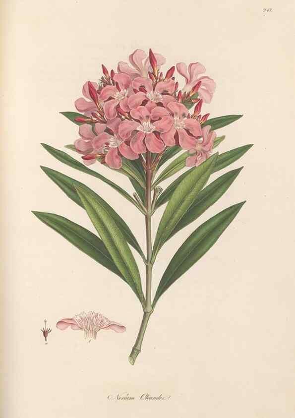 Reproducción/Reproduction 49557439022: Flora Graeca, sive, Plantarum rariorum historia, quas in provinciis aut insulis Graeciae /. Londini :Typis Richardi Taylor et socii, in Vico Shoe-Lane :MDCCCVI-MDCCCXL [1806-1840].. 