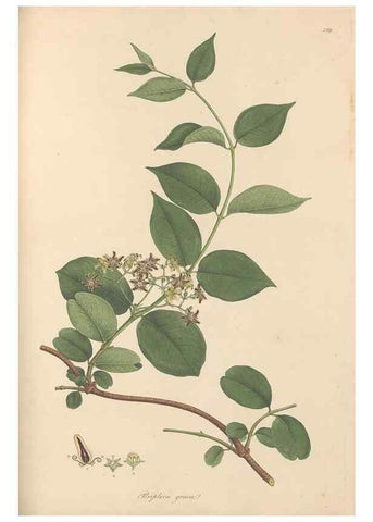 Reproducción/Reproduction 49557205716: Flora Graeca, sive, Plantarum rariorum historia, quas in provinciis aut insulis Graeciae /. Londini :Typis Richardi Taylor et socii, in Vico Shoe-Lane :MDCCCVI-MDCCCXL [1806-1840].. 
