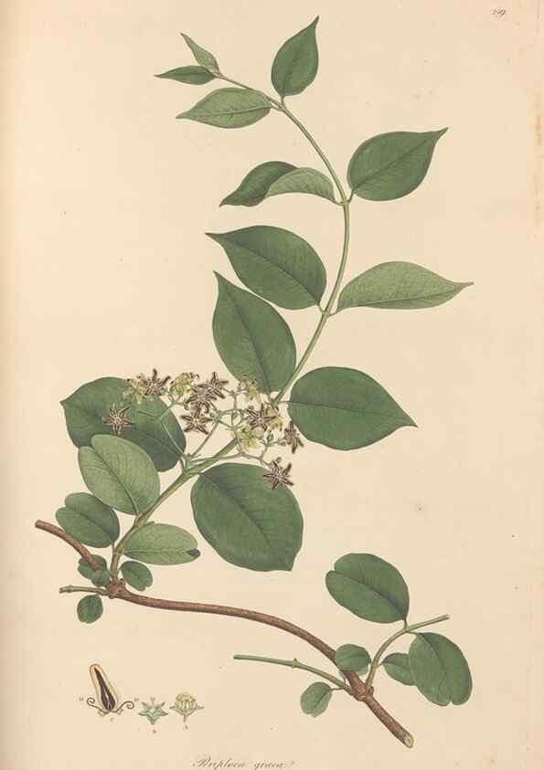 Reproducción/Reproduction 49557205716: Flora Graeca, sive, Plantarum rariorum historia, quas in provinciis aut insulis Graeciae /. Londini :Typis Richardi Taylor et socii, in Vico Shoe-Lane :MDCCCVI-MDCCCXL [1806-1840].. 