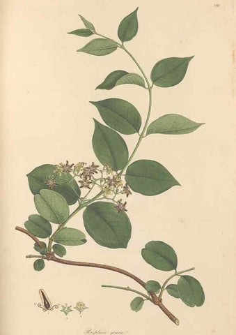 Reproducción/Reproduction 49557205716: Flora Graeca, sive, Plantarum rariorum historia, quas in provinciis aut insulis Graeciae /. Londini :Typis Richardi Taylor et socii, in Vico Shoe-Lane :MDCCCVI-MDCCCXL [1806-1840].. 