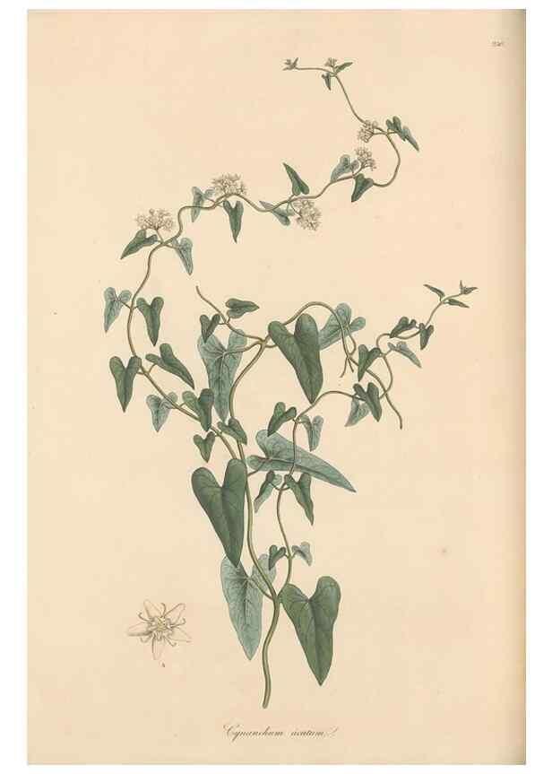 Reproducción/Reproduction 49556706713: Flora Graeca, sive, Plantarum rariorum historia, quas in provinciis aut insulis Graeciae /. Londini :Typis Richardi Taylor et socii, in Vico Shoe-Lane :MDCCCVI-MDCCCXL [1806-1840].. 