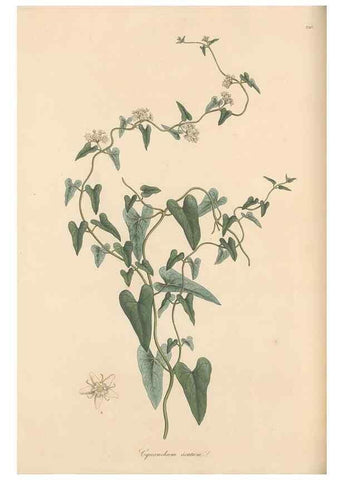 Reproducción/Reproduction 49556706713: Flora Graeca, sive, Plantarum rariorum historia, quas in provinciis aut insulis Graeciae /. Londini :Typis Richardi Taylor et socii, in Vico Shoe-Lane :MDCCCVI-MDCCCXL [1806-1840].. 