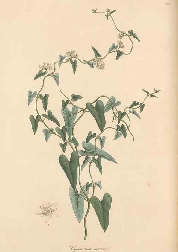 Reproducción/Reproduction 49556706713: Flora Graeca, sive, Plantarum rariorum historia, quas in provinciis aut insulis Graeciae /. Londini :Typis Richardi Taylor et socii, in Vico Shoe-Lane :MDCCCVI-MDCCCXL [1806-1840].. 
