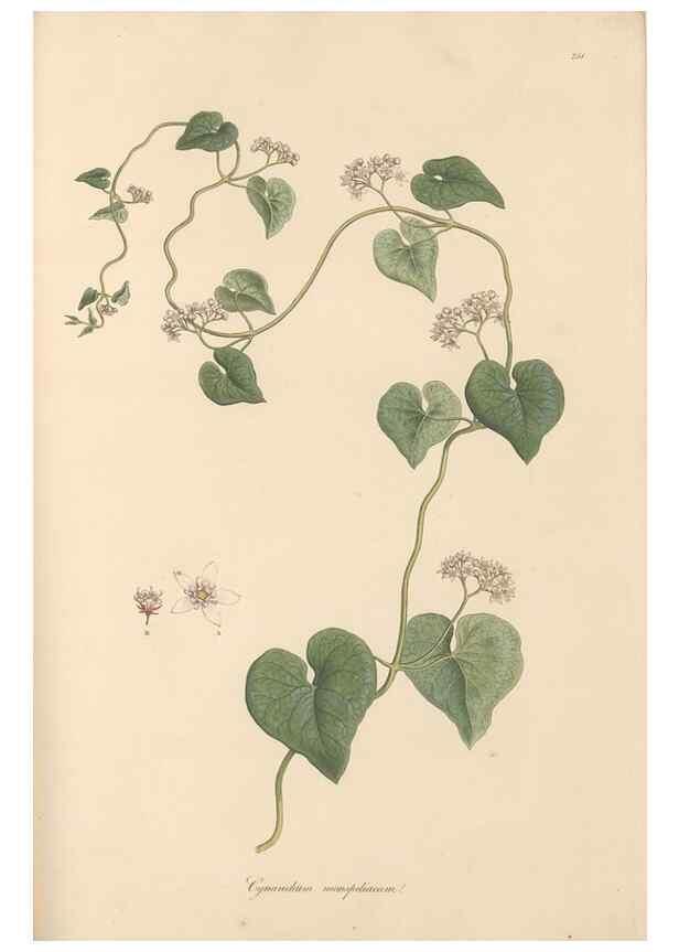 Reproducción/Reproduction 49556707033: Flora Graeca, sive, Plantarum rariorum historia, quas in provinciis aut insulis Graeciae /. Londini :Typis Richardi Taylor et socii, in Vico Shoe-Lane :MDCCCVI-MDCCCXL [1806-1840].. 
