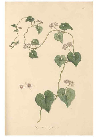 Reproducción/Reproduction 49556707033: Flora Graeca, sive, Plantarum rariorum historia, quas in provinciis aut insulis Graeciae /. Londini :Typis Richardi Taylor et socii, in Vico Shoe-Lane :MDCCCVI-MDCCCXL [1806-1840].. 