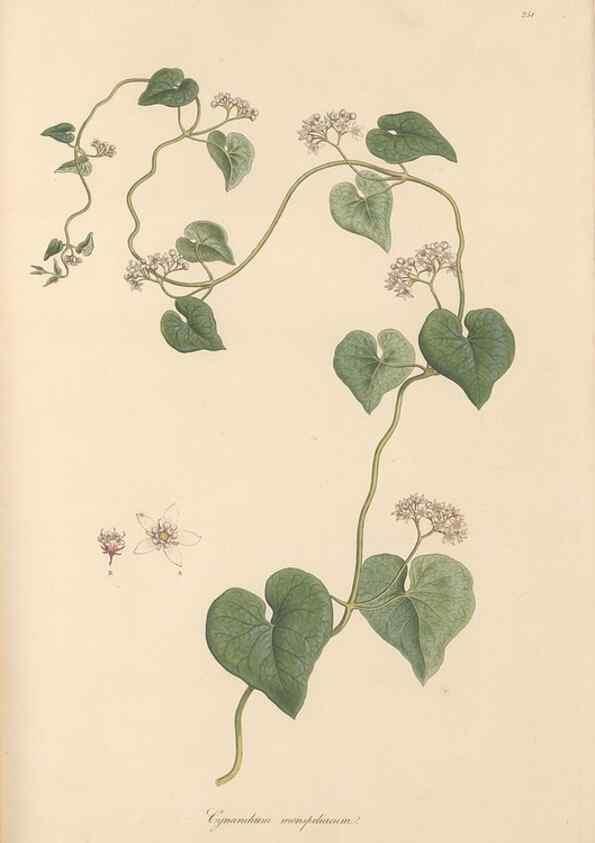 Reproducción/Reproduction 49556707033: Flora Graeca, sive, Plantarum rariorum historia, quas in provinciis aut insulis Graeciae /. Londini :Typis Richardi Taylor et socii, in Vico Shoe-Lane :MDCCCVI-MDCCCXL [1806-1840].. 