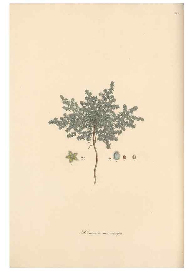 Reproducción/Reproduction 49556707348: Flora Graeca, sive, Plantarum rariorum historia, quas in provinciis aut insulis Graeciae /. Londini :Typis Richardi Taylor et socii, in Vico Shoe-Lane :MDCCCVI-MDCCCXL [1806-1840].. 