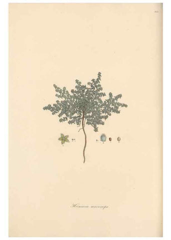Reproducción/Reproduction 49556707348: Flora Graeca, sive, Plantarum rariorum historia, quas in provinciis aut insulis Graeciae /. Londini :Typis Richardi Taylor et socii, in Vico Shoe-Lane :MDCCCVI-MDCCCXL [1806-1840].. 