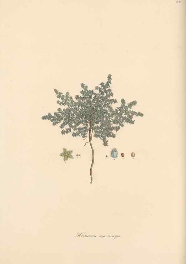 Reproducción/Reproduction 49556707348: Flora Graeca, sive, Plantarum rariorum historia, quas in provinciis aut insulis Graeciae /. Londini :Typis Richardi Taylor et socii, in Vico Shoe-Lane :MDCCCVI-MDCCCXL [1806-1840].. 