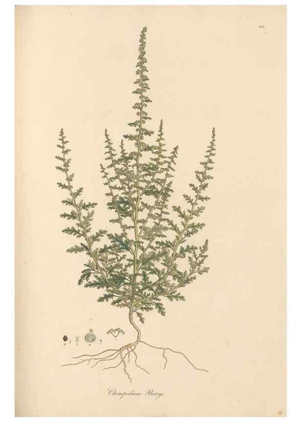 Reproducción/Reproduction 49557440377: Flora Graeca, sive, Plantarum rariorum historia, quas in provinciis aut insulis Graeciae /. Londini :Typis Richardi Taylor et socii, in Vico Shoe-Lane :MDCCCVI-MDCCCXL [1806-1840].. 