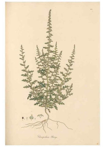 Reproducción/Reproduction 49557440377: Flora Graeca, sive, Plantarum rariorum historia, quas in provinciis aut insulis Graeciae /. Londini :Typis Richardi Taylor et socii, in Vico Shoe-Lane :MDCCCVI-MDCCCXL [1806-1840].. 