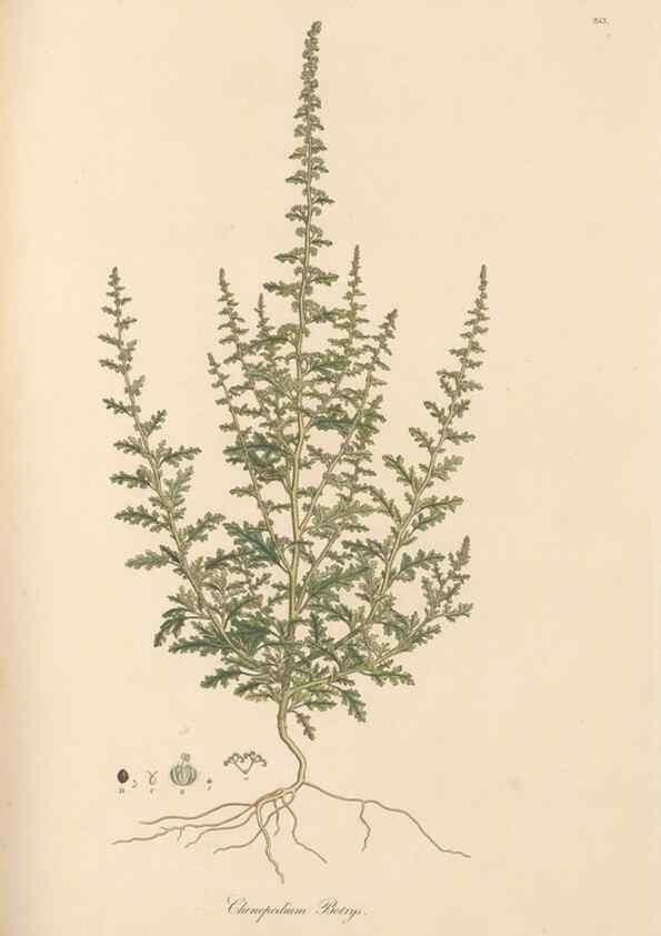 Reproducción/Reproduction 49557440377: Flora Graeca, sive, Plantarum rariorum historia, quas in provinciis aut insulis Graeciae /. Londini :Typis Richardi Taylor et socii, in Vico Shoe-Lane :MDCCCVI-MDCCCXL [1806-1840].. 