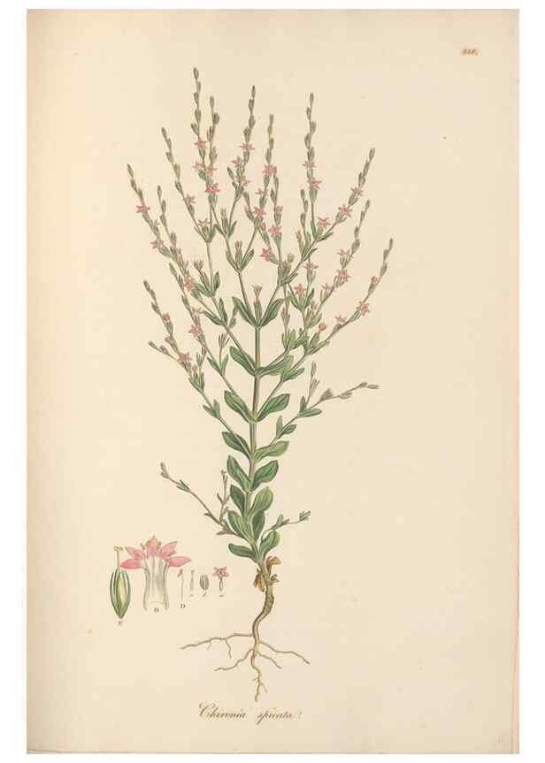 Reproducción/Reproduction 49557435727: Flora Graeca, sive, Plantarum rariorum historia, quas in provinciis aut insulis Graeciae /. Londini :Typis Richardi Taylor et socii, in Vico Shoe-Lane :MDCCCVI-MDCCCXL [1806-1840].. 