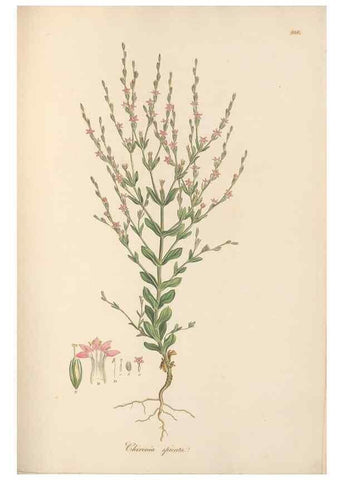 Reproducción/Reproduction 49557435727: Flora Graeca, sive, Plantarum rariorum historia, quas in provinciis aut insulis Graeciae /. Londini :Typis Richardi Taylor et socii, in Vico Shoe-Lane :MDCCCVI-MDCCCXL [1806-1840].. 