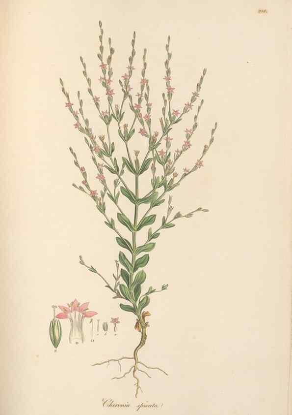 Reproducción/Reproduction 49557435727: Flora Graeca, sive, Plantarum rariorum historia, quas in provinciis aut insulis Graeciae /. Londini :Typis Richardi Taylor et socii, in Vico Shoe-Lane :MDCCCVI-MDCCCXL [1806-1840].. 