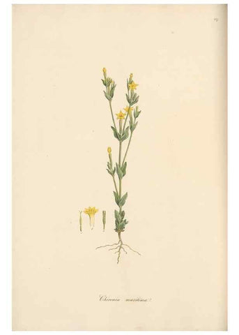 Reproducción/Reproduction 49557201976: Flora Graeca, sive, Plantarum rariorum historia, quas in provinciis aut insulis Graeciae /. Londini :Typis Richardi Taylor et socii, in Vico Shoe-Lane :MDCCCVI-MDCCCXL [1806-1840].. 