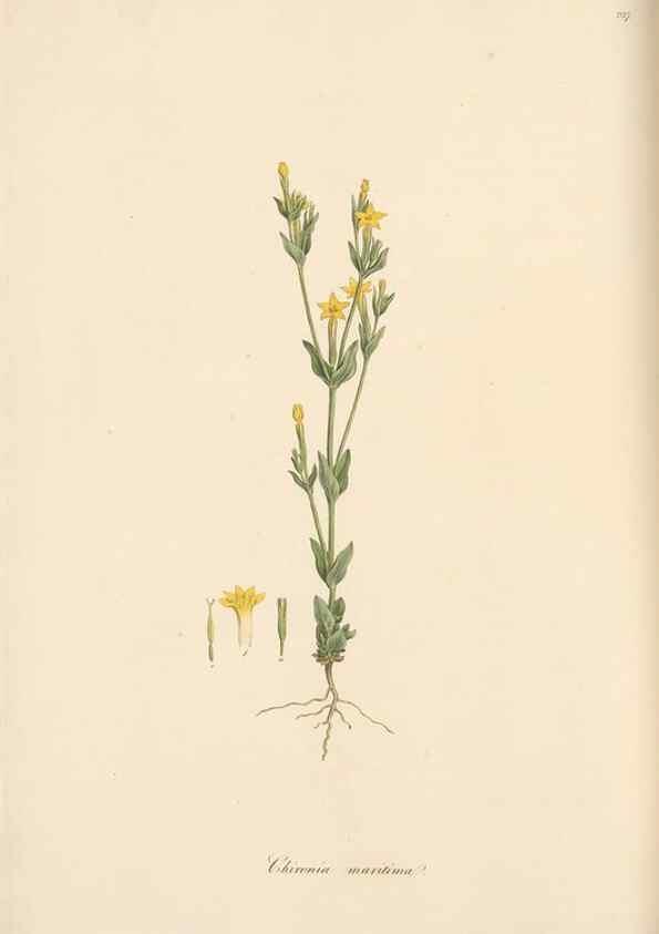 Reproducción/Reproduction 49557201976: Flora Graeca, sive, Plantarum rariorum historia, quas in provinciis aut insulis Graeciae /. Londini :Typis Richardi Taylor et socii, in Vico Shoe-Lane :MDCCCVI-MDCCCXL [1806-1840].. 
