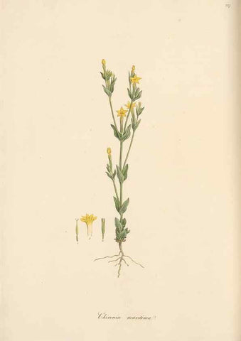 Reproducción/Reproduction 49557201976: Flora Graeca, sive, Plantarum rariorum historia, quas in provinciis aut insulis Graeciae /. Londini :Typis Richardi Taylor et socii, in Vico Shoe-Lane :MDCCCVI-MDCCCXL [1806-1840].. 
