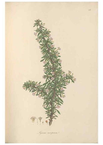 Reproducción/Reproduction 49556702573: Flora Graeca, sive, Plantarum rariorum historia, quas in provinciis aut insulis Graeciae /. Londini :Typis Richardi Taylor et socii, in Vico Shoe-Lane :MDCCCVI-MDCCCXL [1806-1840].. 