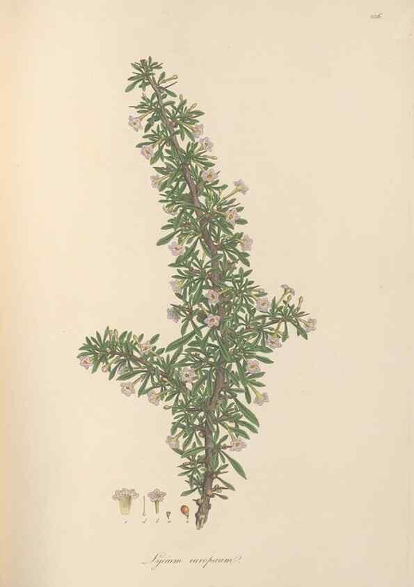 Reproducción/Reproduction 49556702573: Flora Graeca, sive, Plantarum rariorum historia, quas in provinciis aut insulis Graeciae /. Londini :Typis Richardi Taylor et socii, in Vico Shoe-Lane :MDCCCVI-MDCCCXL [1806-1840].. 