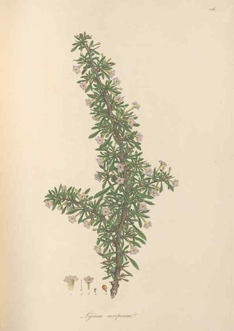 Reproducción/Reproduction 49556702573: Flora Graeca, sive, Plantarum rariorum historia, quas in provinciis aut insulis Graeciae /. Londini :Typis Richardi Taylor et socii, in Vico Shoe-Lane :MDCCCVI-MDCCCXL [1806-1840].. 