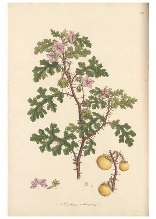 Reproducción/Reproduction 49556702273: Flora Graeca, sive, Plantarum rariorum historia, quas in provinciis aut insulis Graeciae /. Londini :Typis Richardi Taylor et socii, in Vico Shoe-Lane :MDCCCVI-MDCCCXL [1806-1840].. 