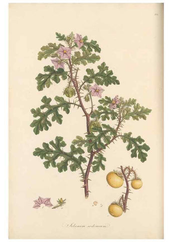 Reproducción/Reproduction 49556702273: Flora Graeca, sive, Plantarum rariorum historia, quas in provinciis aut insulis Graeciae /. Londini :Typis Richardi Taylor et socii, in Vico Shoe-Lane :MDCCCVI-MDCCCXL [1806-1840].. 