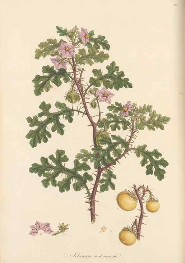 Reproducción/Reproduction 49556702273: Flora Graeca, sive, Plantarum rariorum historia, quas in provinciis aut insulis Graeciae /. Londini :Typis Richardi Taylor et socii, in Vico Shoe-Lane :MDCCCVI-MDCCCXL [1806-1840].. 