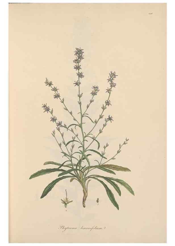 Reproducción/Reproduction 49556698103: Flora Graeca, sive, Plantarum rariorum historia, quas in provinciis aut insulis Graeciae /. Londini :Typis Richardi Taylor et socii, in Vico Shoe-Lane :MDCCCVI-MDCCCXL [1806-1840].. 