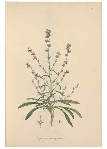 Reproducción/Reproduction 49556698103: Flora Graeca, sive, Plantarum rariorum historia, quas in provinciis aut insulis Graeciae /. Londini :Typis Richardi Taylor et socii, in Vico Shoe-Lane :MDCCCVI-MDCCCXL [1806-1840].. 