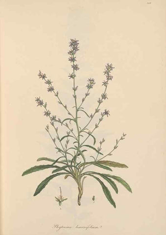 Reproducción/Reproduction 49556698103: Flora Graeca, sive, Plantarum rariorum historia, quas in provinciis aut insulis Graeciae /. Londini :Typis Richardi Taylor et socii, in Vico Shoe-Lane :MDCCCVI-MDCCCXL [1806-1840].. 