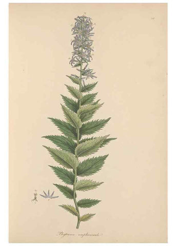 Reproducción/Reproduction 49557197301: Flora Graeca, sive, Plantarum rariorum historia, quas in provinciis aut insulis Graeciae /. Londini :Typis Richardi Taylor et socii, in Vico Shoe-Lane :MDCCCVI-MDCCCXL [1806-1840].. 