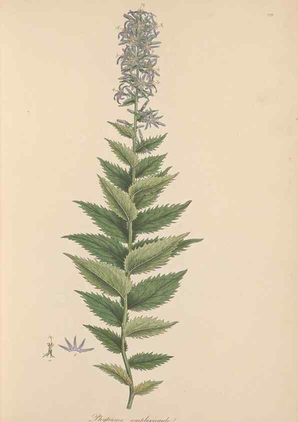 Reproducción/Reproduction 49557197301: Flora Graeca, sive, Plantarum rariorum historia, quas in provinciis aut insulis Graeciae /. Londini :Typis Richardi Taylor et socii, in Vico Shoe-Lane :MDCCCVI-MDCCCXL [1806-1840].. 