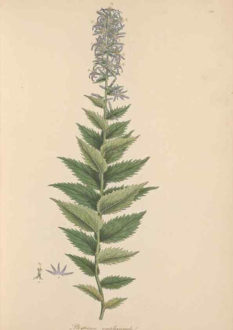 Reproducción/Reproduction 49557197301: Flora Graeca, sive, Plantarum rariorum historia, quas in provinciis aut insulis Graeciae /. Londini :Typis Richardi Taylor et socii, in Vico Shoe-Lane :MDCCCVI-MDCCCXL [1806-1840].. 